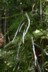 Lancewood