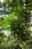 Second stage of growth of lancewood