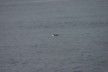 A blue penguin taking a morning dip