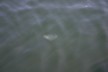 A jelly fish