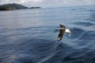 A mollymawk about to land