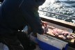 Filletting the fish