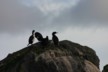 Shags on a rock
