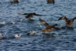 Sooty shearwater aka muttonbird