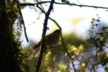 A cirl bunting