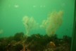 Black coral at the underwater observatory