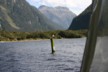 The Milford Sound white heron