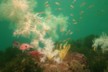 Wrass at the underwater observatory