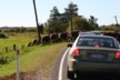 More amusement for the tourists