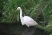 The Paringa white heron