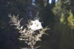 A spider's web