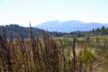The alps from the start of the Pakihi walk
