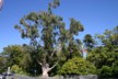 A large gum tree in Nelson