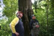 On the quad bike ride at the base of a Matai tree