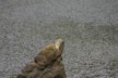 A kingfisher