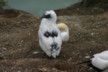 A baby gannet