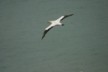 A flying gannet
