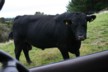 A load of bull