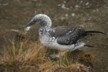 A teanage gannet
