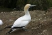 An adult gannet