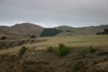 Sheep at the cape