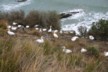The Black Reef gannet colony