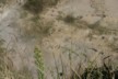 Mud pools at Craters of the Moon