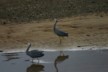 Kennedy Bay herons
