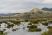 Mangroves by the road to Whangapoua