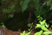 A caved-in goldmine shaft