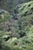 Always a waterfall - there's a kauri log in this one