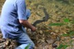 Feeding the eels