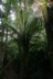 More nikau palms