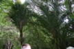 Nikau palm grove