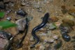 One of the other two eels