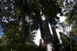 The kauri grove