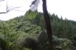 Two forests meet on the hill side