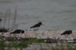 Pied oyster catchers at Miranda
