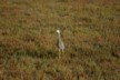 A grey heron at Miranda