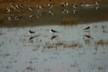 Birds at Miranda 076