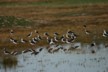 Birds at Miranda 078