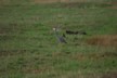 Birds at Miranda 105