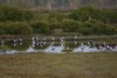 Birds at Miranda 108
