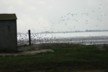Birds at Miranda 112