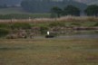 Miranda's white heron