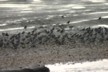 Wrybills at Miranda
