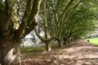 Old plain trees at Victoria Park