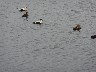 Eider ducks