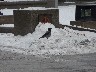 Hooded crow