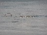 Eider ducks arriving